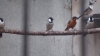 thump_2015.06.22-07.34.56-0
